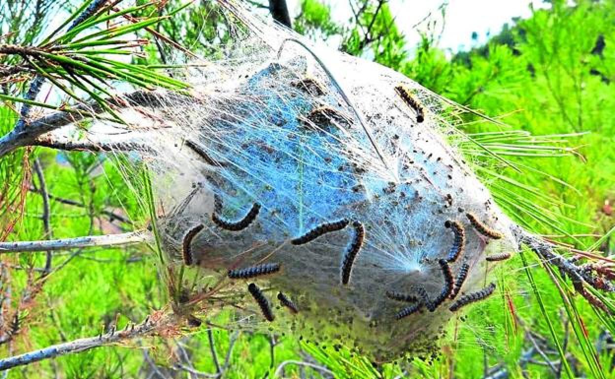 Un febrero seco adelanta la aparición de la procesionaria