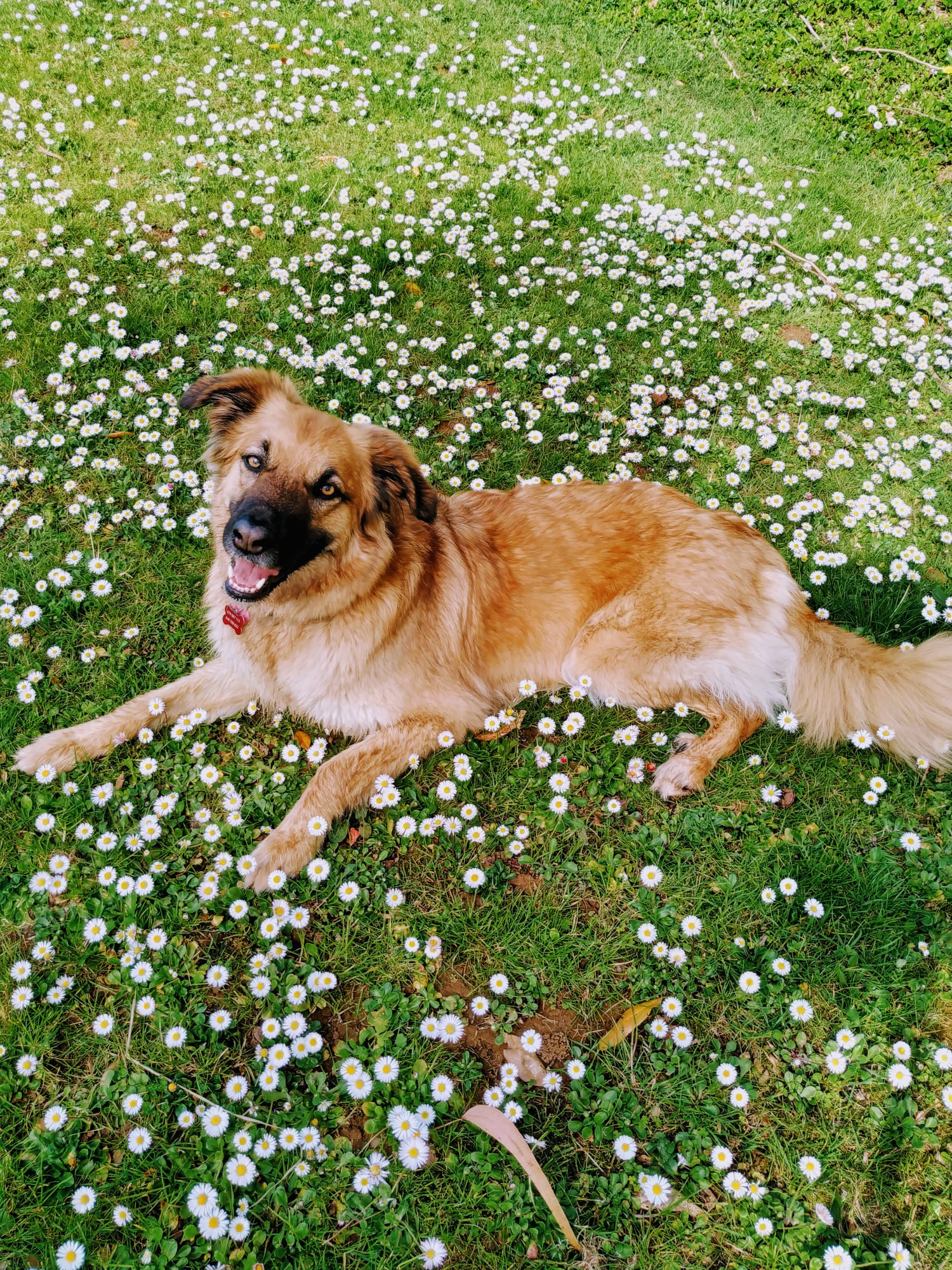 Fotos: La emotiva historia de Vega, una perrita adoptada por una fotógrafa bilbaína