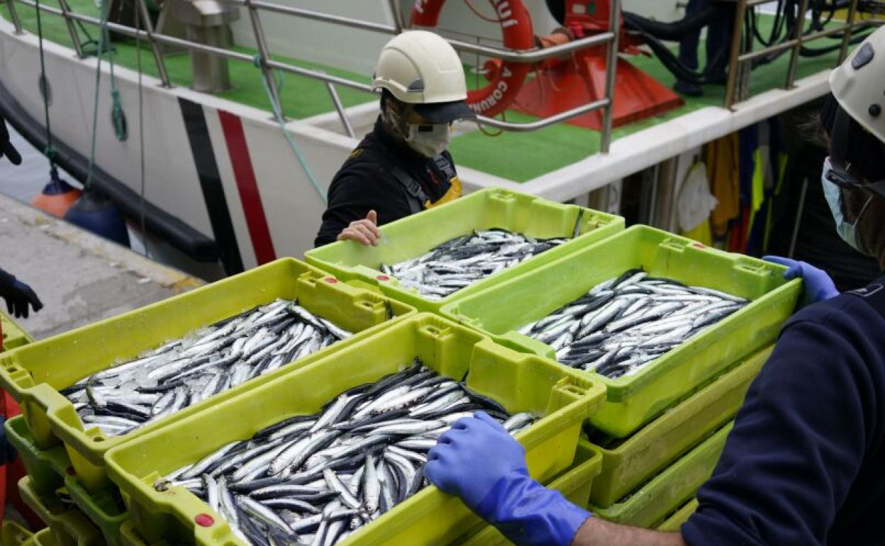 Dos arrantzales sujtan las cajas de anchoa descargadas a puerto. 