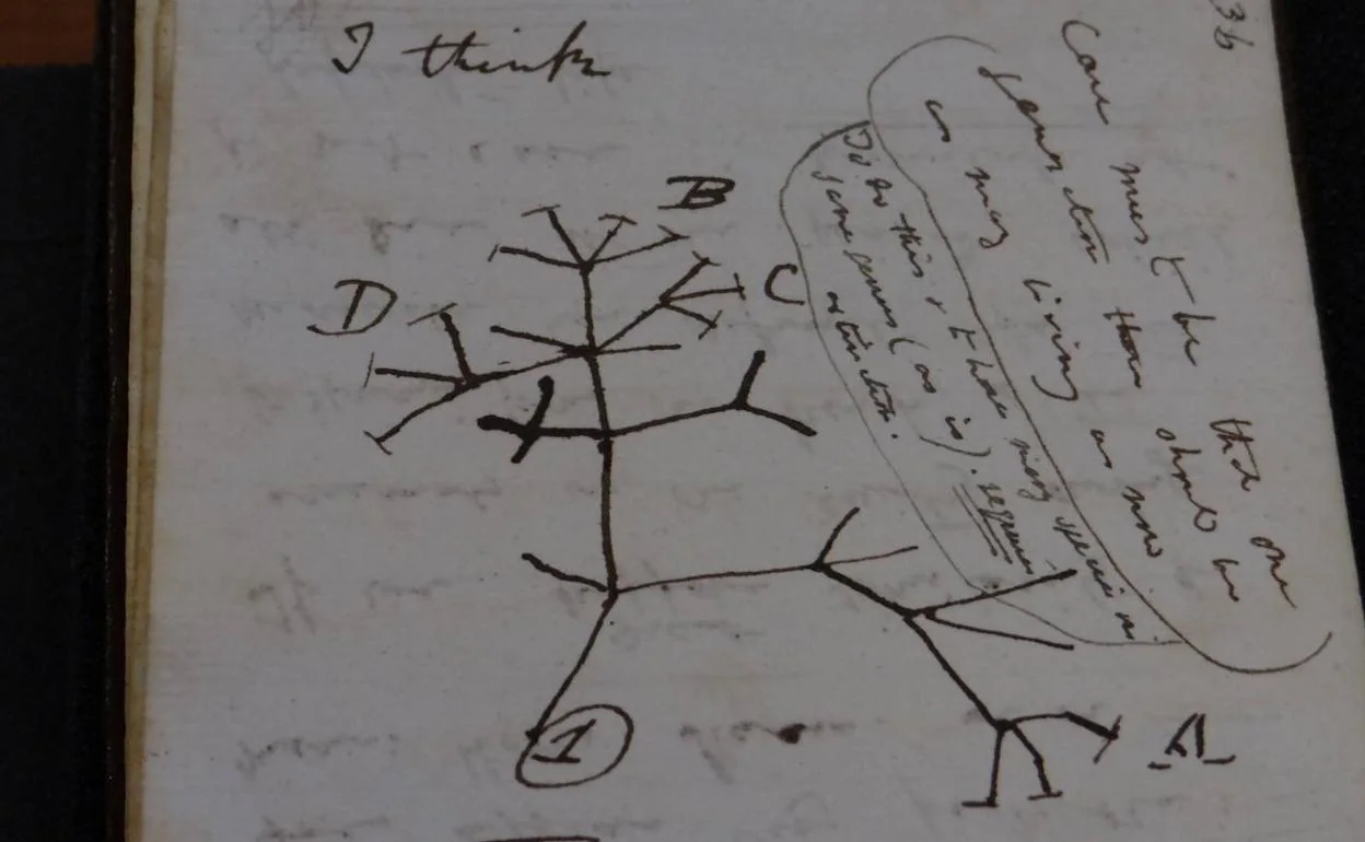 Cambridge recupera el 'Árbol de la vida' de Charles Darwin, robado hace 21  años | El Correo