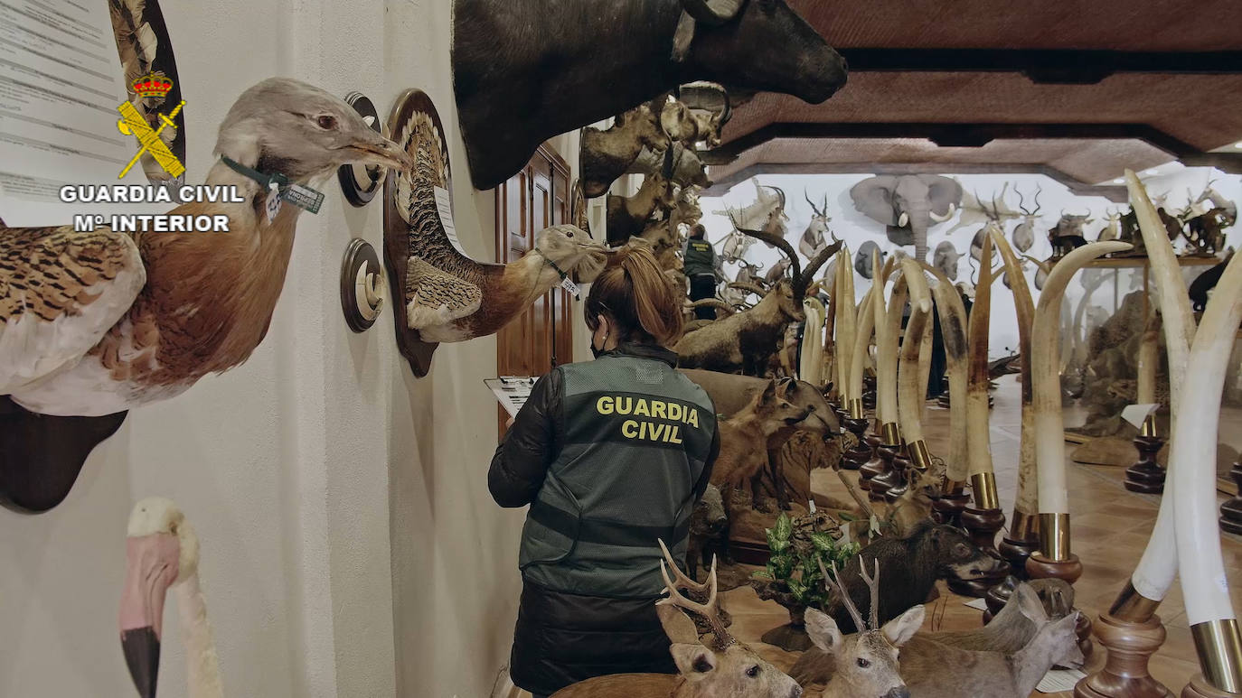 Fotos: La Guardia Civil interviene en Bétera (Valencia) el mayor museo de animales disecados de España