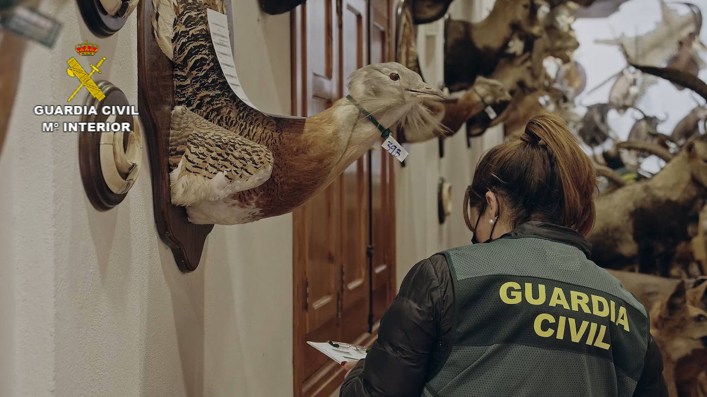 Fotos: La Guardia Civil interviene en Bétera (Valencia) el mayor museo de animales disecados de España