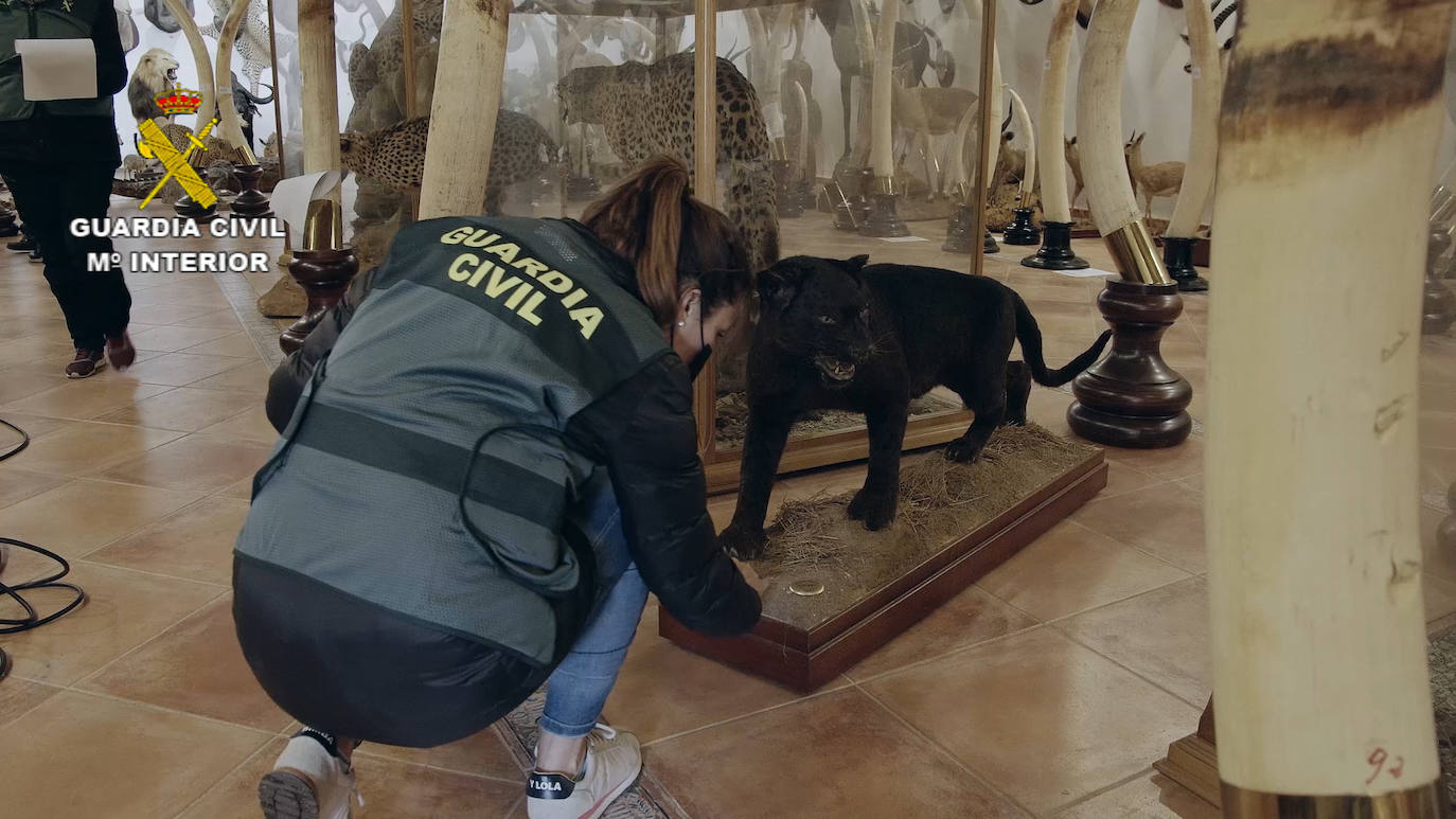 Fotos: La Guardia Civil interviene en Bétera (Valencia) el mayor museo de animales disecados de España