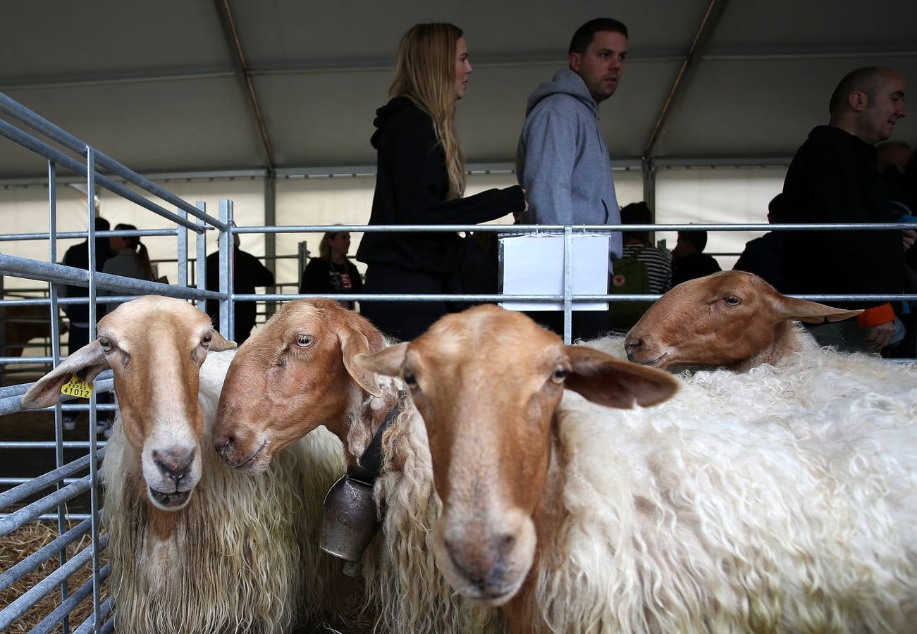 Fotos: Las mejores imágenes de la feria ganadera de Trucíos