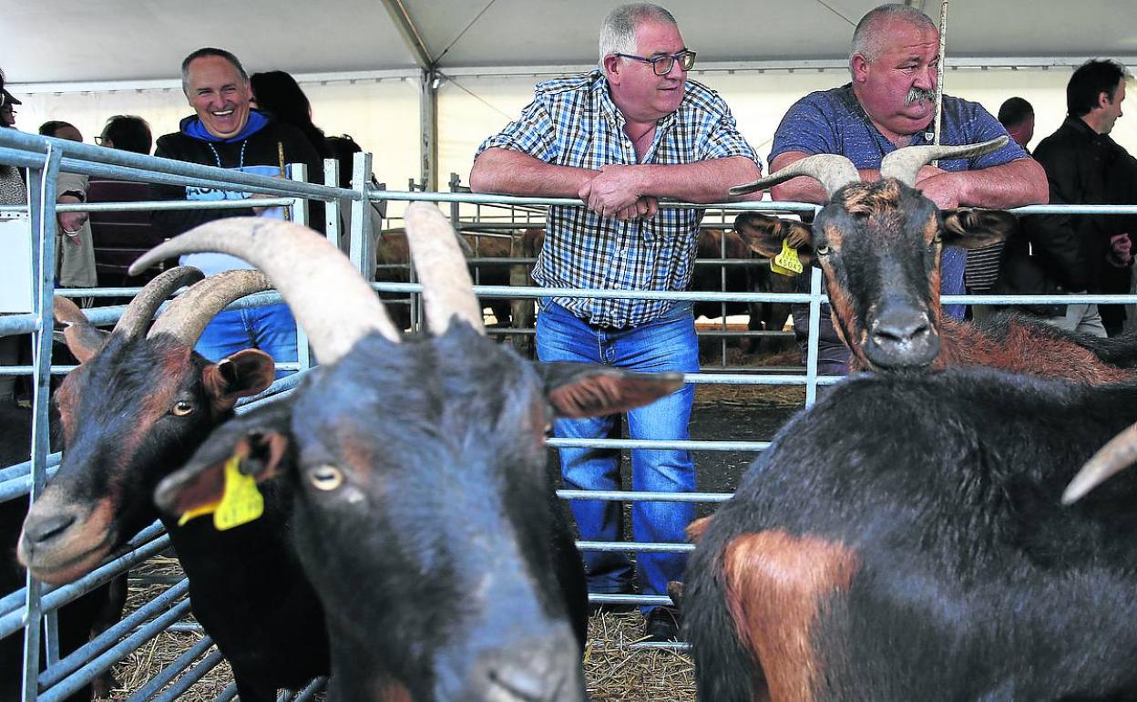 Una carpa junto a la zona deportiva del municipio acogió la exhibición ganadera.