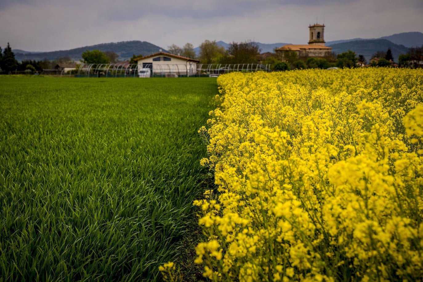 El color amarillo gana presencia en el campo alavés. En la imagen, se aprecia una parcela de colza en las inmediaciones de Mendoza.