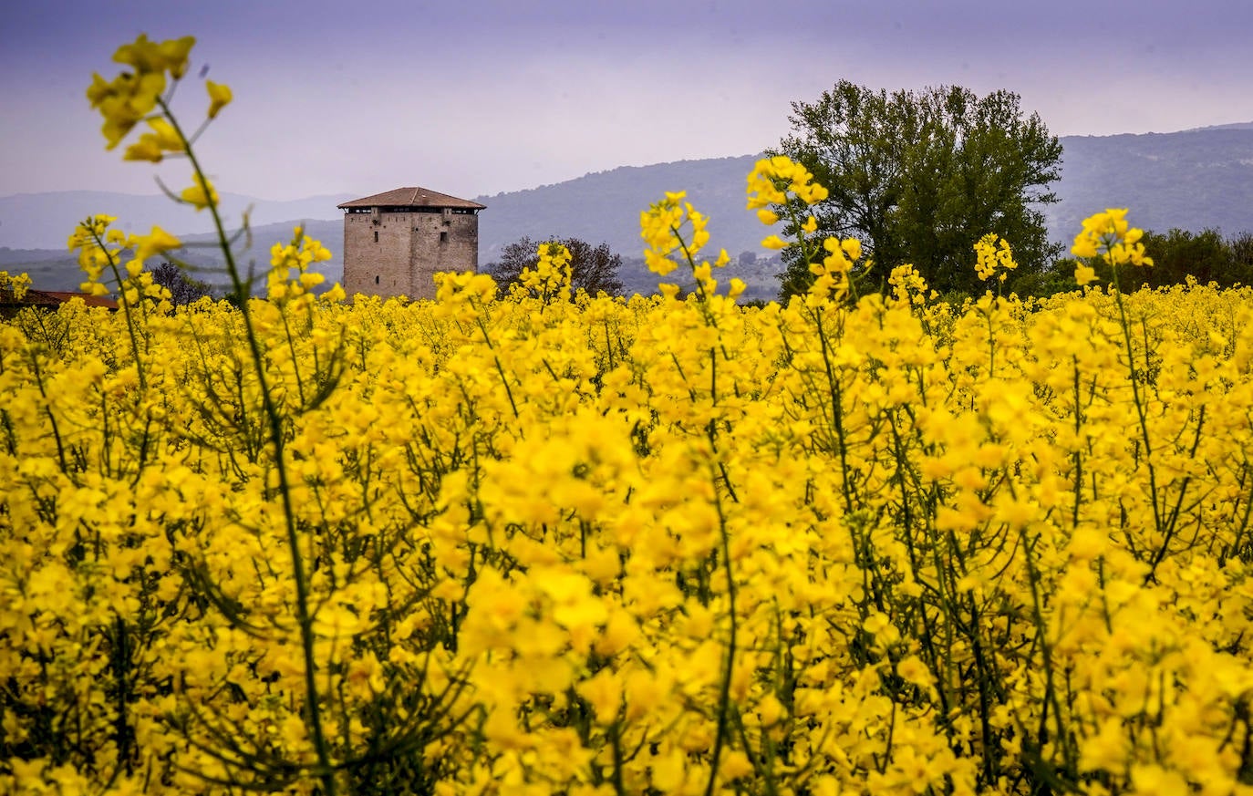 La torre de Mendoza se atisba entre los campos de colza.