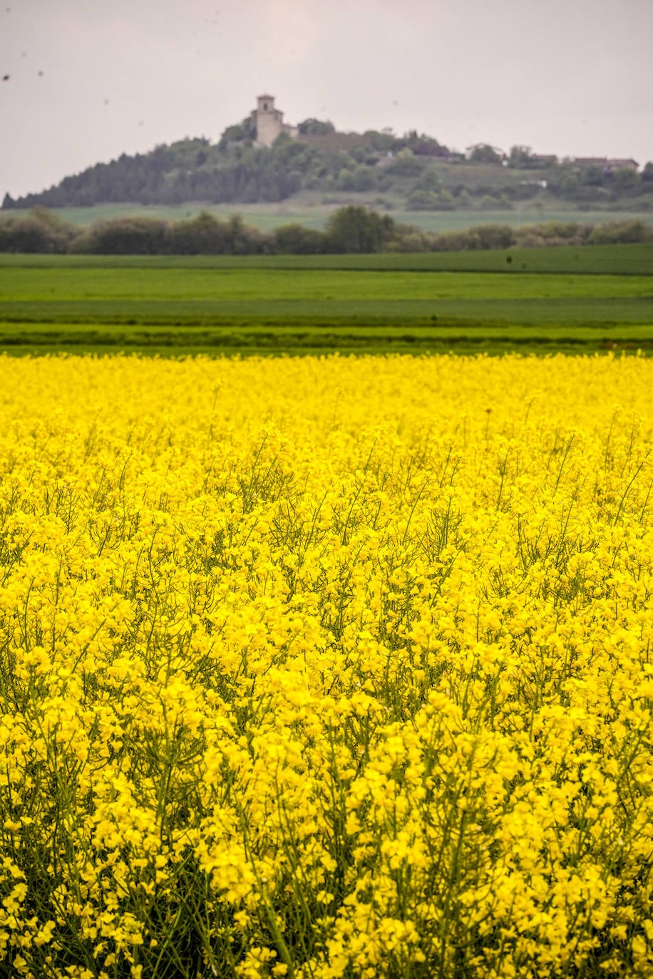 Las plantaciones de colza ayudan al control de las malas hierbas y de las plagas de insectos. Y también resisten a las adversidades meteorológicas. En la imagen, un campo de cultivo en las inmediaciones de Mendoza.