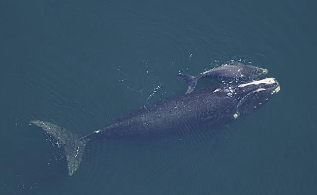 Una ballena franca glacial con su ballenato.