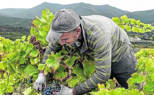 Un vendimiador recoge los últimos racimos de la temporada, en Labastida.