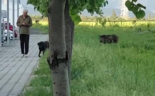 Un vecino camina con su perro, a escasos cinco metros del jabalí.