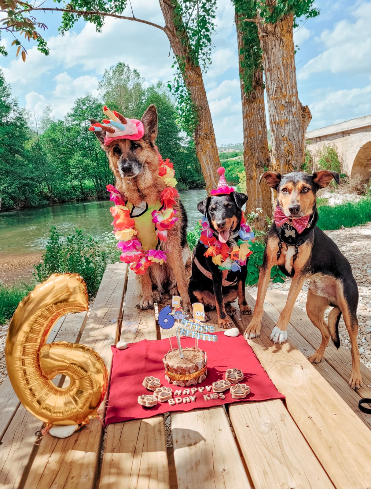 Fotos: Las «perrifiestas» que Nerea organiza a sus perros y a otros animales que acoge o cuida