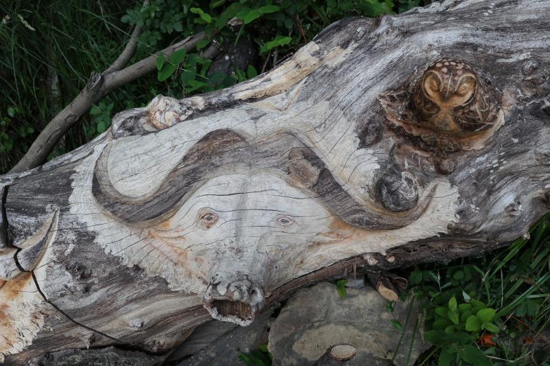 Fotos: Aparecen unas misteriosas tallas en Atxanda