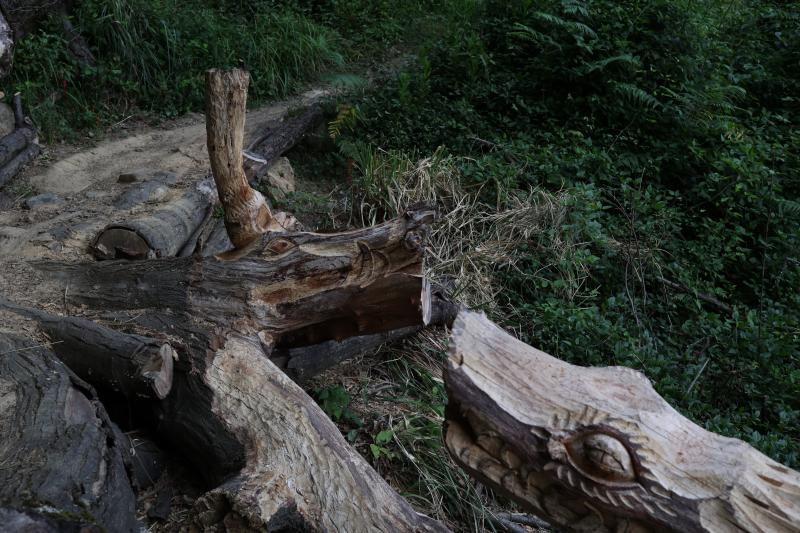 Fotos: Aparecen unas misteriosas tallas en Atxanda