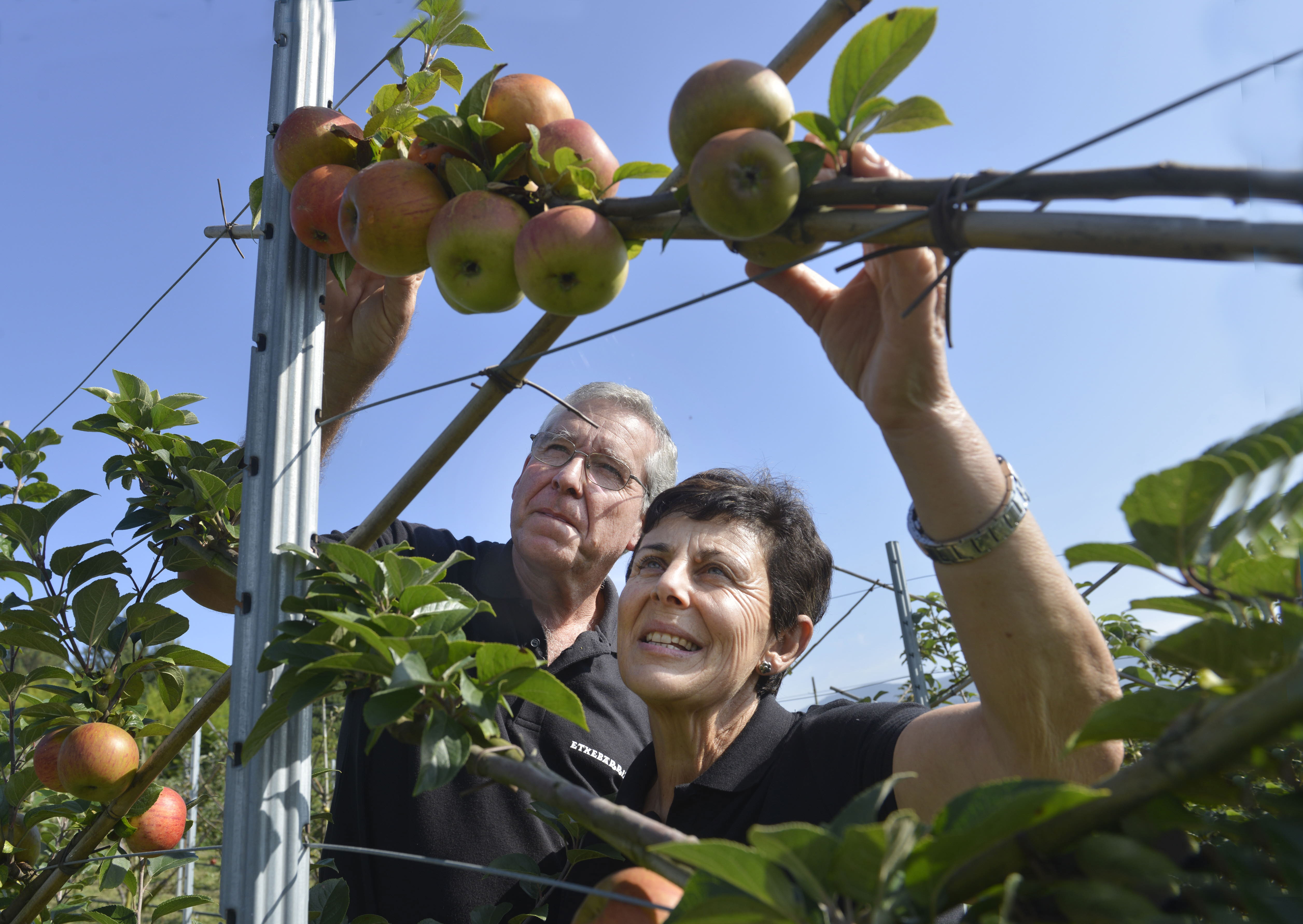 Productores de manzanas de la bodega Etxebarria de Gatika. 