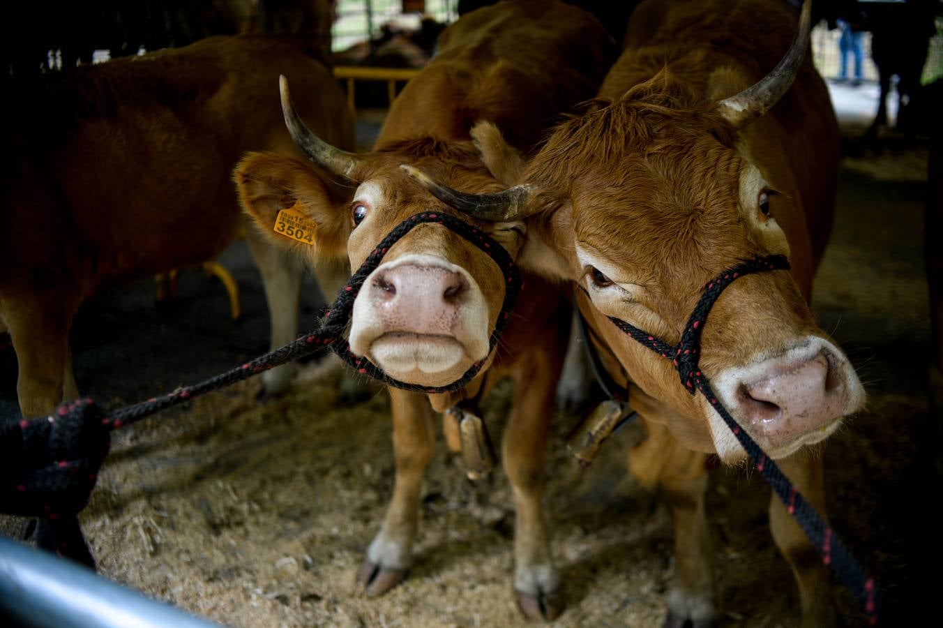 Fotos: La fiesta de San Antonio en Urkiola en imágenes