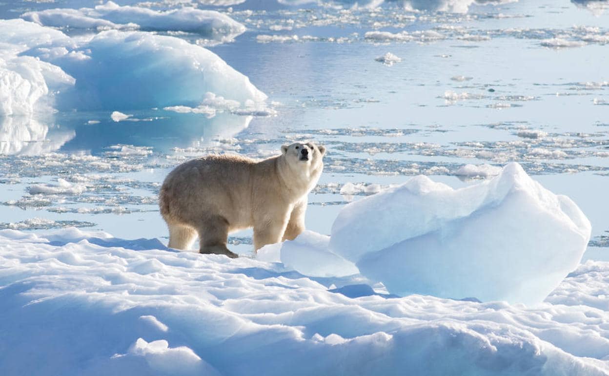 Descubren una nueva población osos polares mejor adaptada cambio climático | El Correo