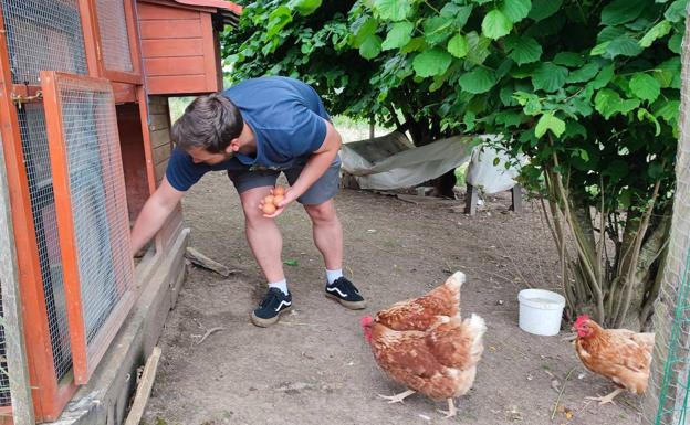 Julen Bergantiños se agacha para recoger unos huevos frescos en el gallinero del caserío Gamburu.