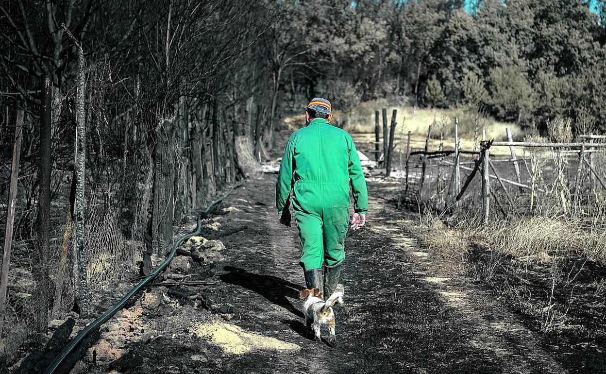 Un hombre camina junto a su perro por un paraje quemado de la reserva de la Sierra de la Culebra, que alberga una de las mayores concentraciones de lobos de España. 