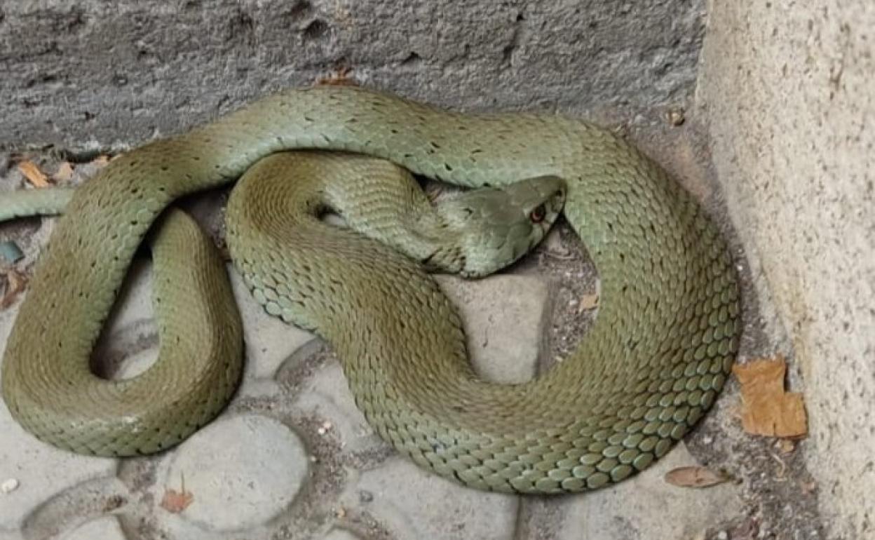 Foto de la serpiente recogida esta mañana