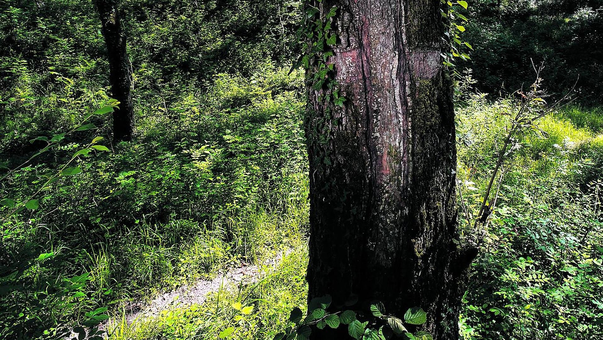 Miguel Ángel Blanco, asesinato: El lugar donde mataron a Miguel Ángel Blanco