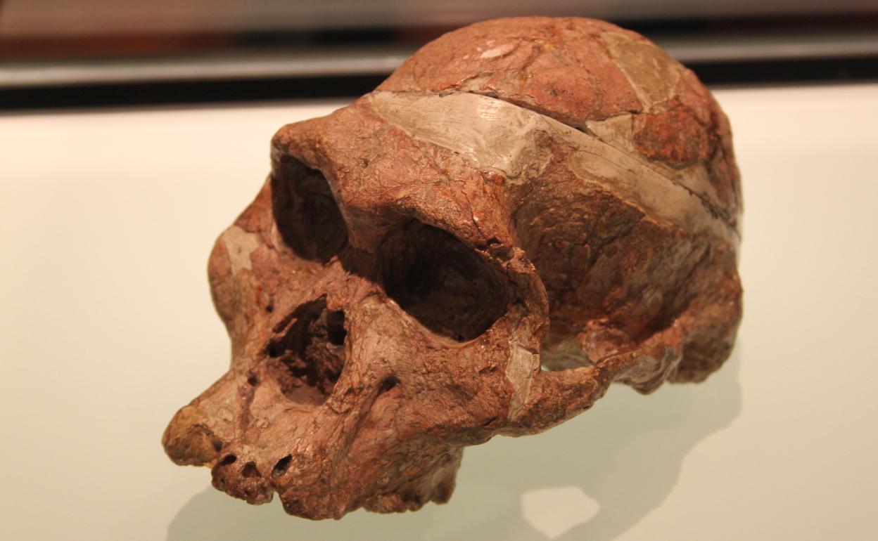 Hegoafrikako fosil horiek zituen arrokak kuartzoa aurkezten du. 