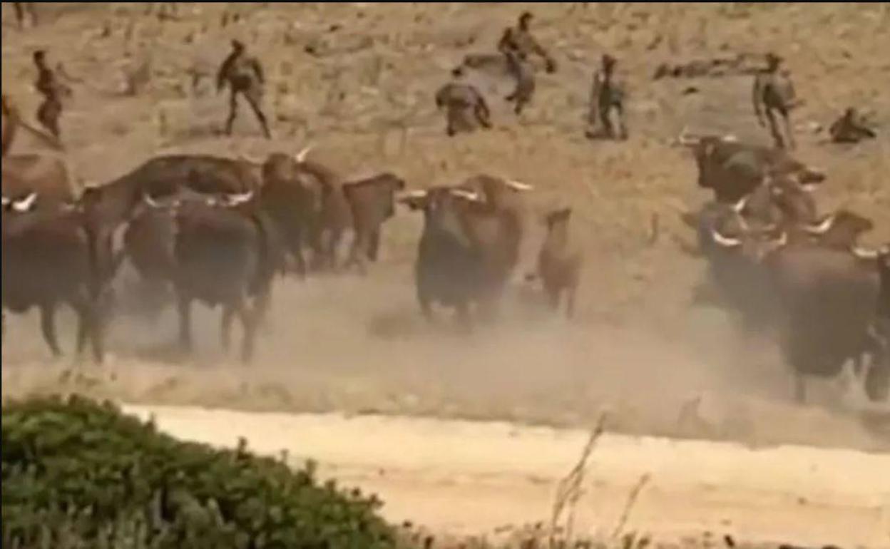 Soldados españoles son perseguidos por una manada de vacas en Cádiz