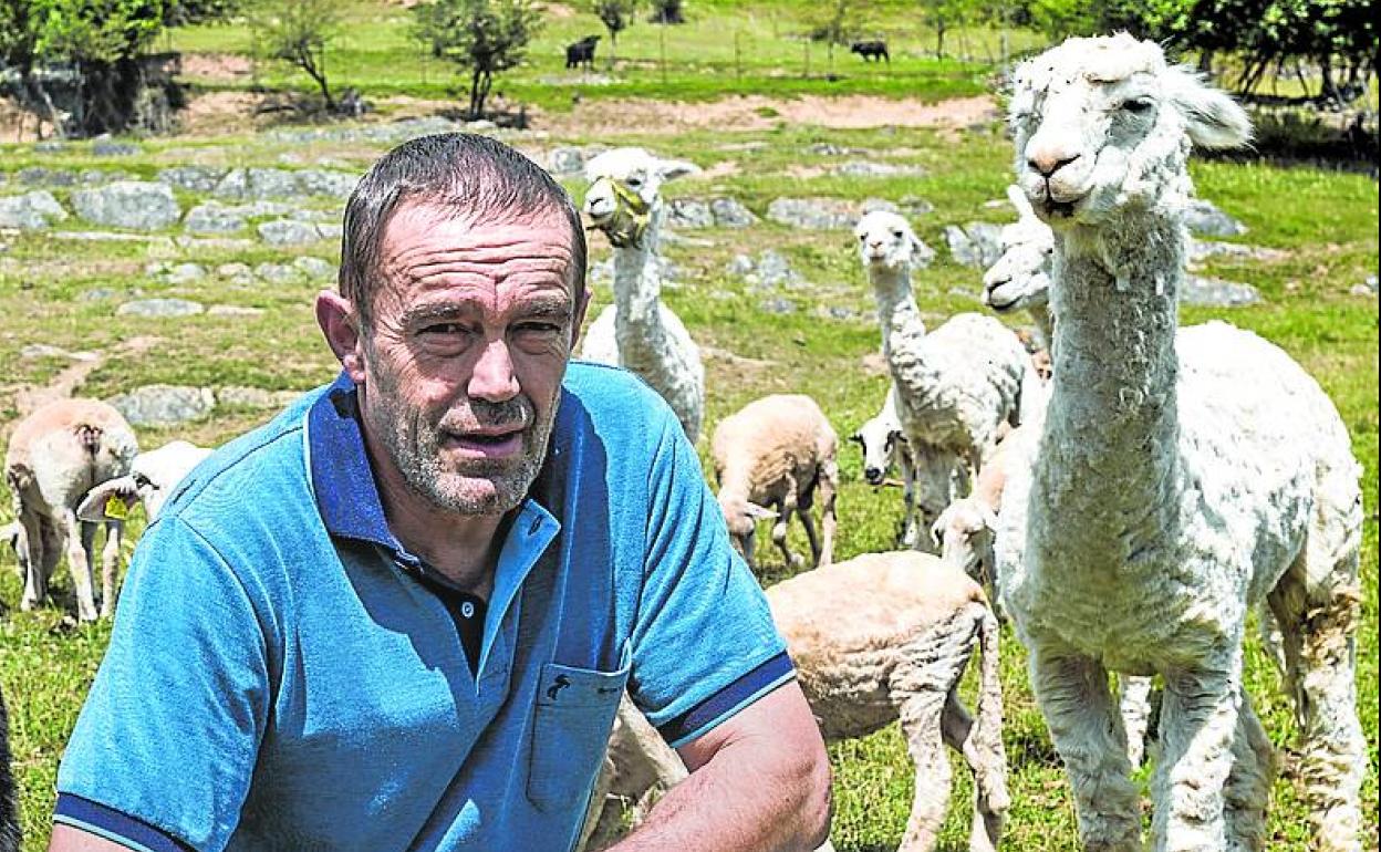 Miguel Ángel García Diego con un rebaño de ovejas y alpacas. 