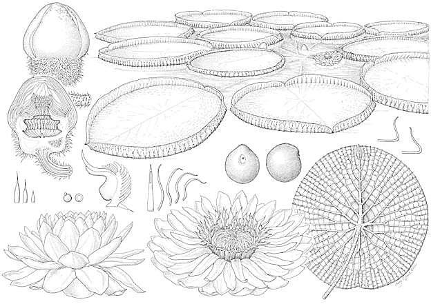 Ilustraciones de Victoria Boliviana.