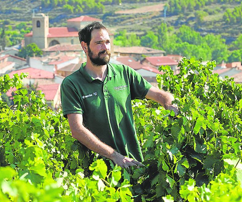 Miguel Ángel Bujanda, alcalde de Moreda, echa un vistazo a sus viñas a primera hora de la mañana.