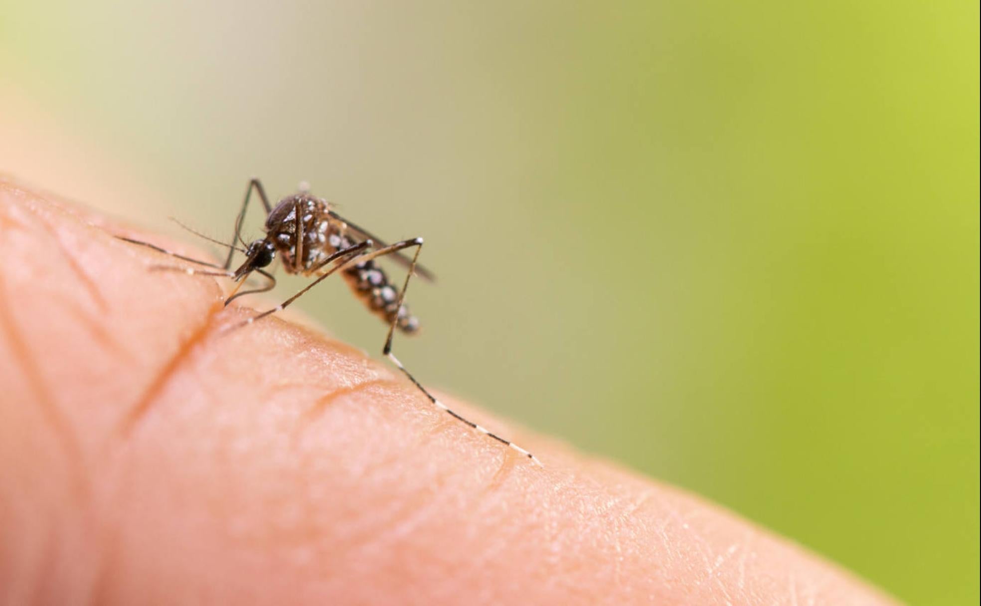¿Son eficaces los esprays anti-mosquitos? Entramos en el laboratorio vasco donde se prueban