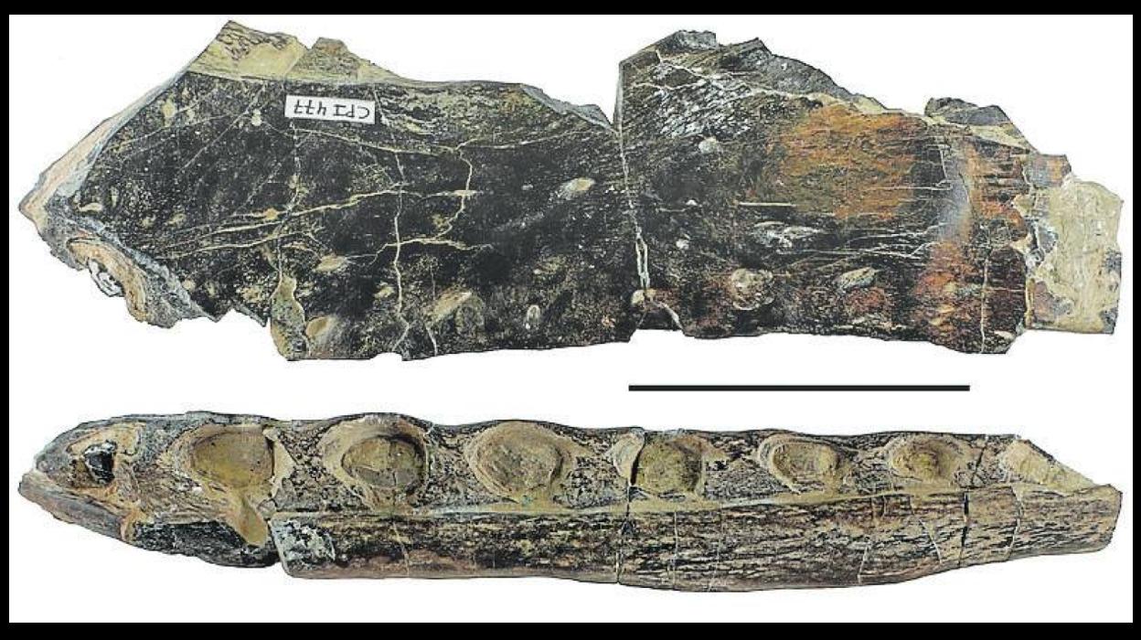 El maxilar del espinosáurido encontrado en Igea, La Rioja. 
