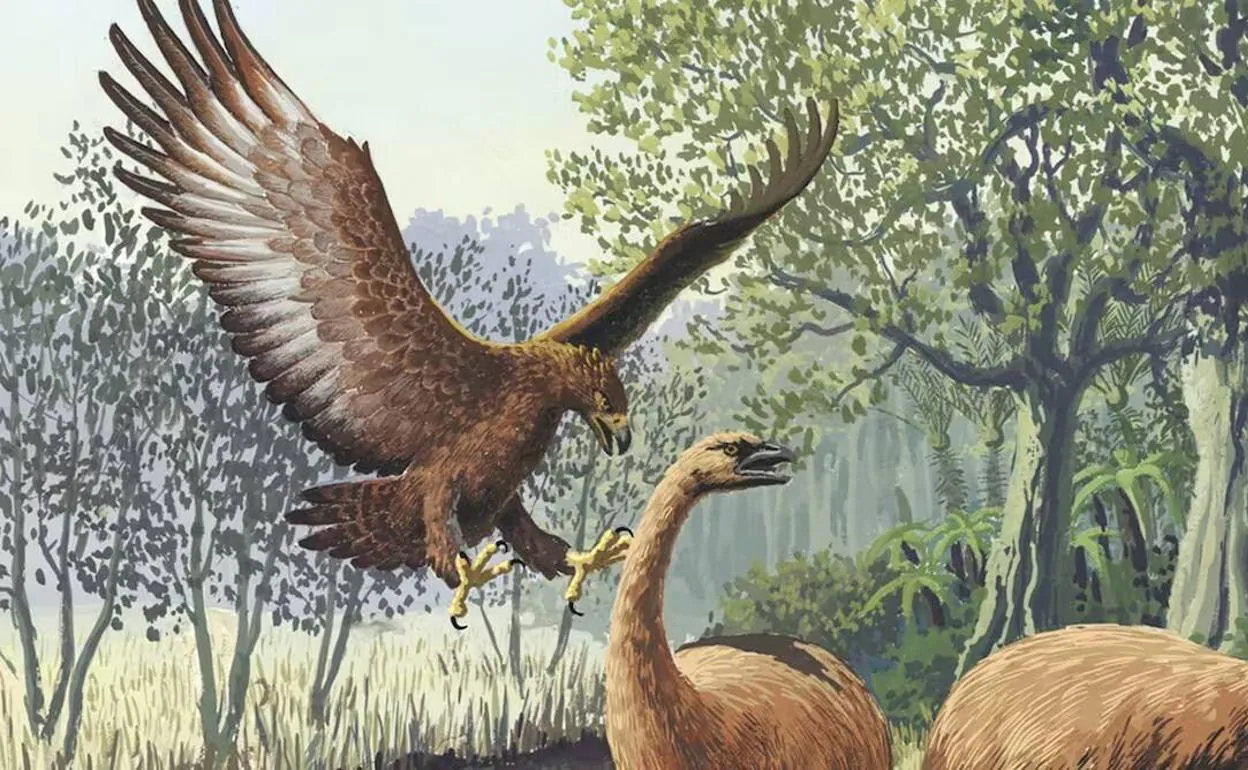 Harpagornis, el mayor águila que ha existido | El Correo