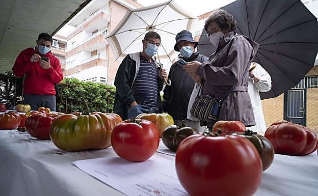 Tomates expuestos en la fiesta de Bezana.