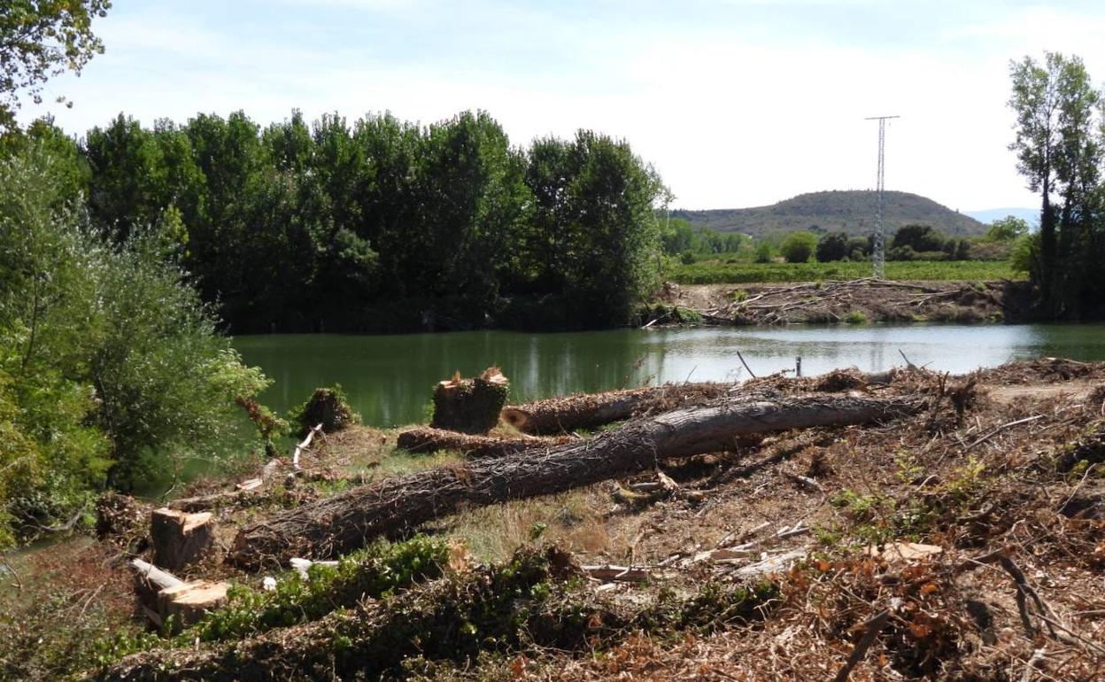 La tala de árboles ha afectado a las orillas del río Ebro, pero no estaba autorizada. 