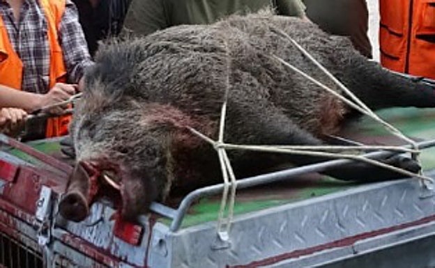 Imagen de uno de los animales capturados el sábado. 