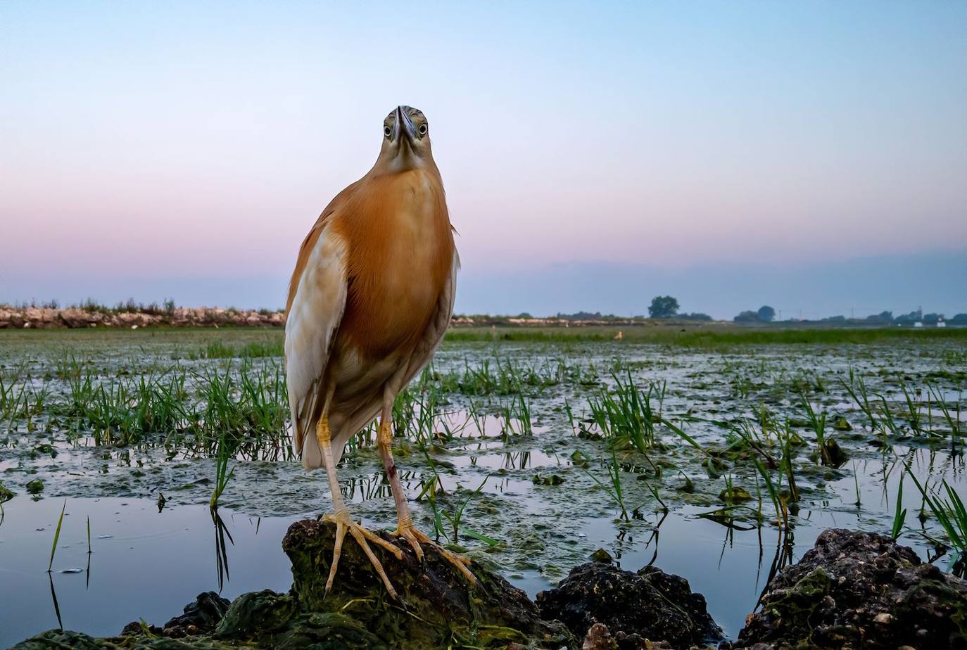 Fotos: Las fotografías de aves silvestres más espectaculares