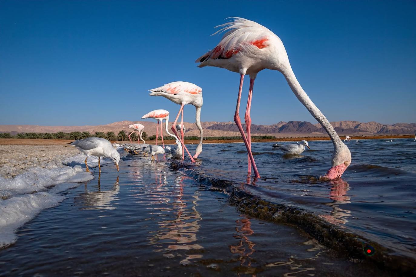 Fotos: Las fotografías de aves silvestres más espectaculares