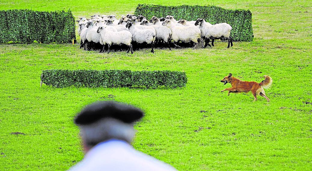 Encuentro de perros pastor en Gadakao.