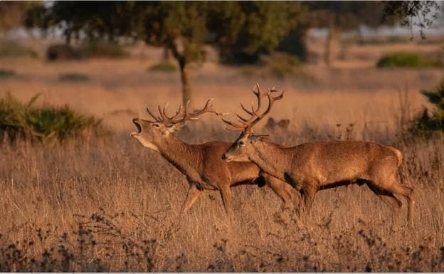 Los machos de ciervos con más rivales producen cuernas más grandes pero  viven menos