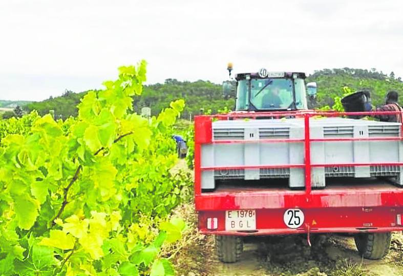 El Ternero inicio la recogida de uva blanca el 23 de septiembre. 