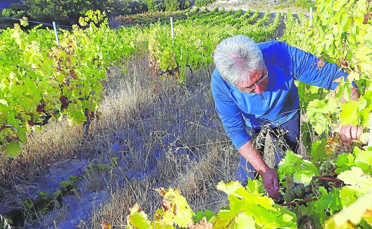 Javier López revisa algunas de las fincas para comprobar el buen estado de la uva que recogerán este fin de semana. 