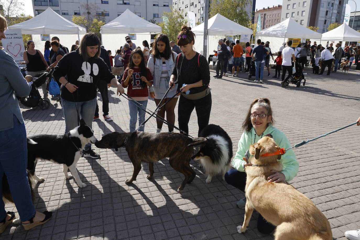 Fotos: Vitoria hace bueno el día de perros