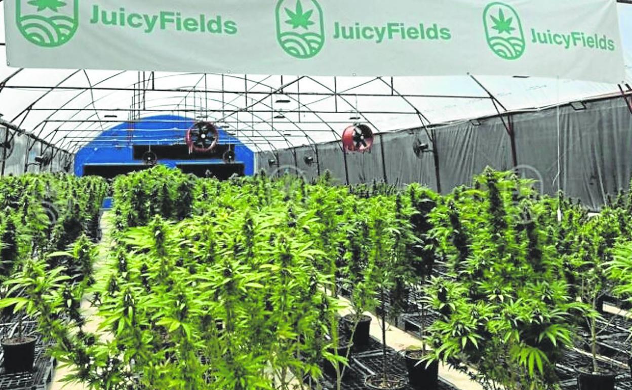 La empresa tenía sedes en Alemania, Suiza y Holanda y se promocionaba en congresos internacionales de cannabis.