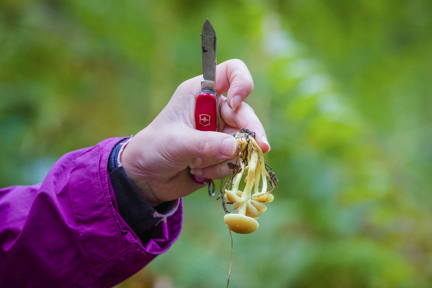 Fotos: Arranca la temporada de setas