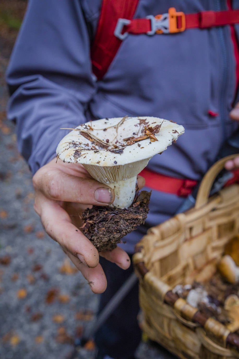 Fotos: Arranca la temporada de setas