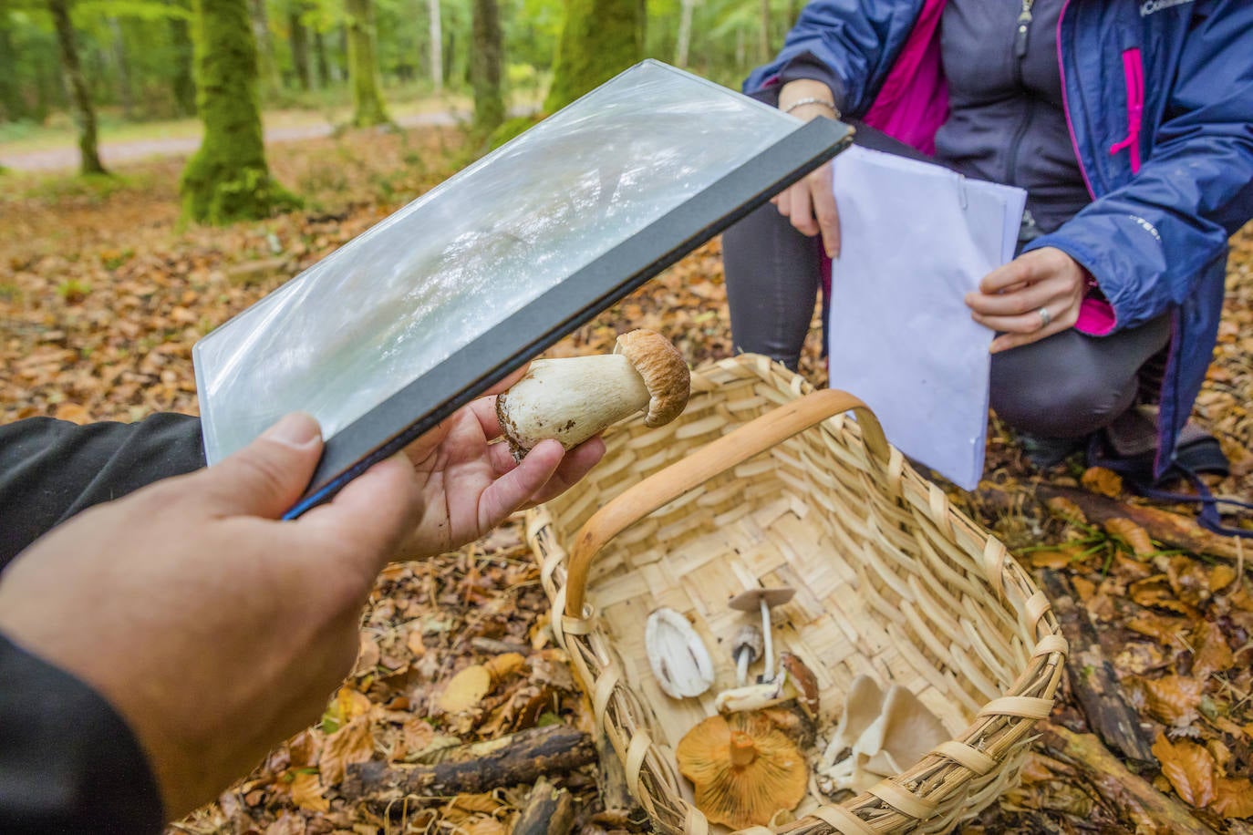 Fotos: Arranca la temporada de setas