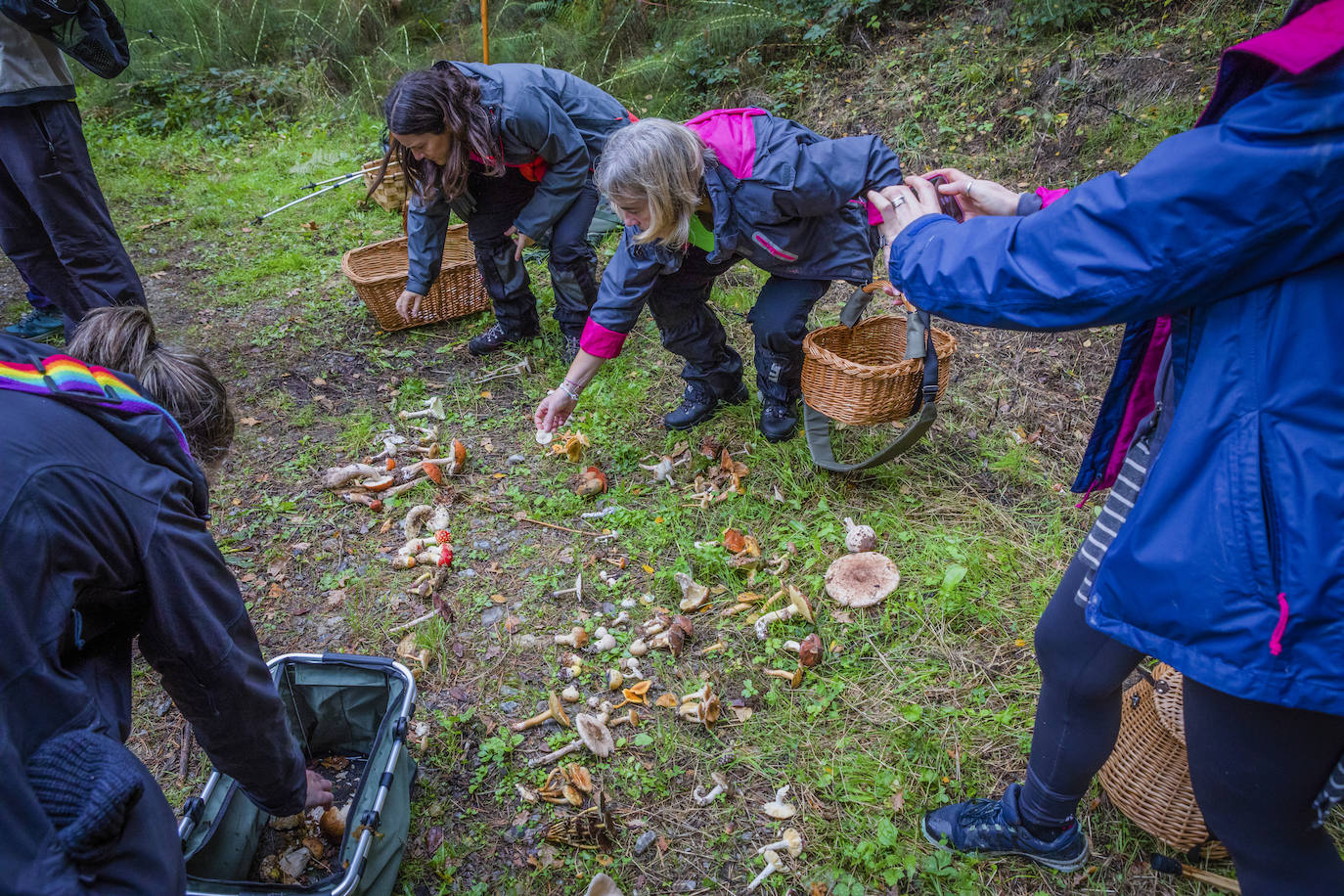 Fotos: Arranca la temporada de setas