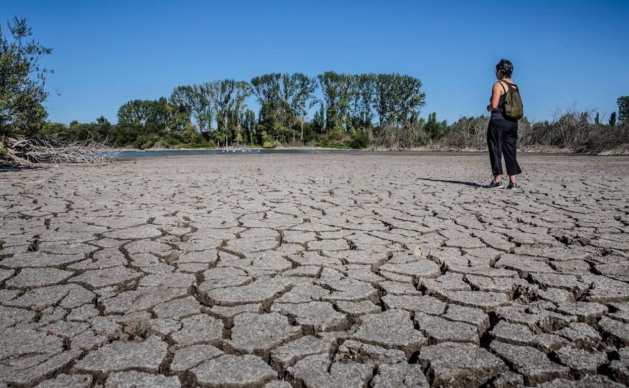 La escasez de lluvias de los últimos meses ha resecado incluso los humedales de Salburua. 