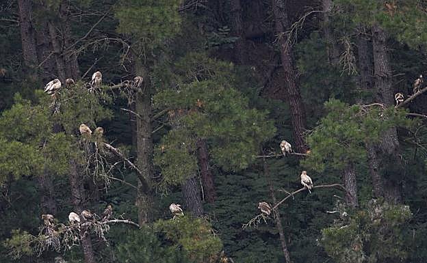 Dormidero de los alimoches, donde este año se han reunido 106 ejemplares jóvenes. 